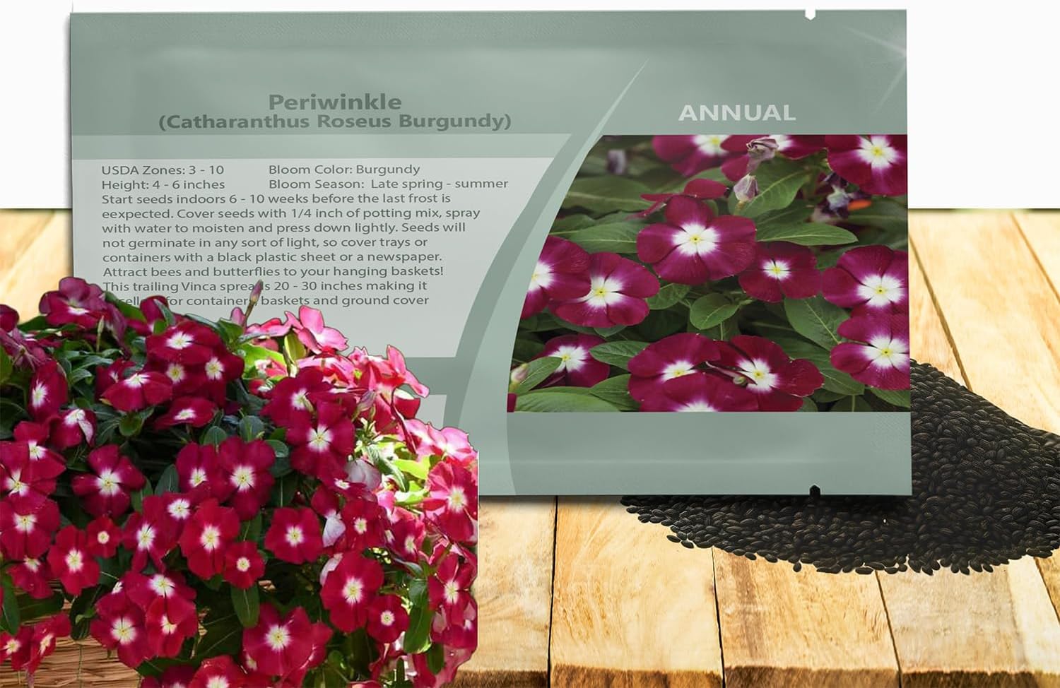Outsidepride Burgundy Periwinkle Seeds for Planting – 50 Pcs Annual, Fast-Blooming, Heat & Drought Tolerant Vinca Flower Seeds with Vibrant Colors Ideal for Gardens, Beds, Borders & Containers