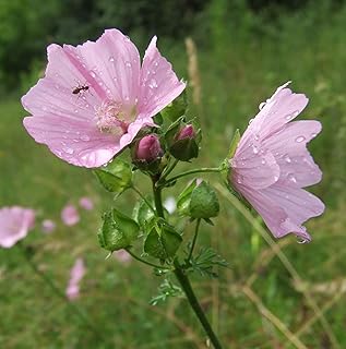 Malva moschata, Musk Mallow, 1g approx 500 seeds, untreated