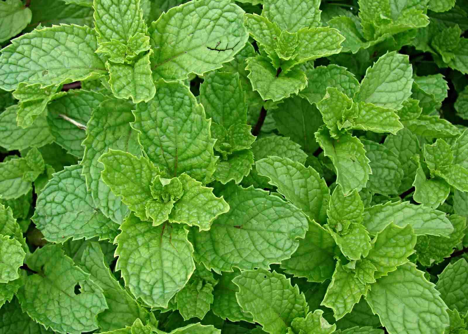 Samen mentha spicata, Spearmint, Krause Minze, marokkanische Minze (50.000 Samen)