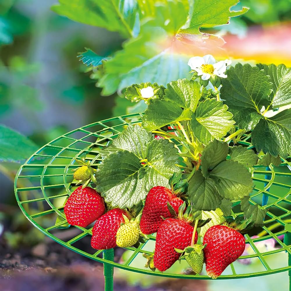 Support Fraisier 3PCS Support De Culture Pour Fraises Support à Fruit Légume Répulsif Anti Limace Escargot Grille De Protection Contre Escargot Empêchent Les Fraises De Pourrir Dans Les Jours De Pluie