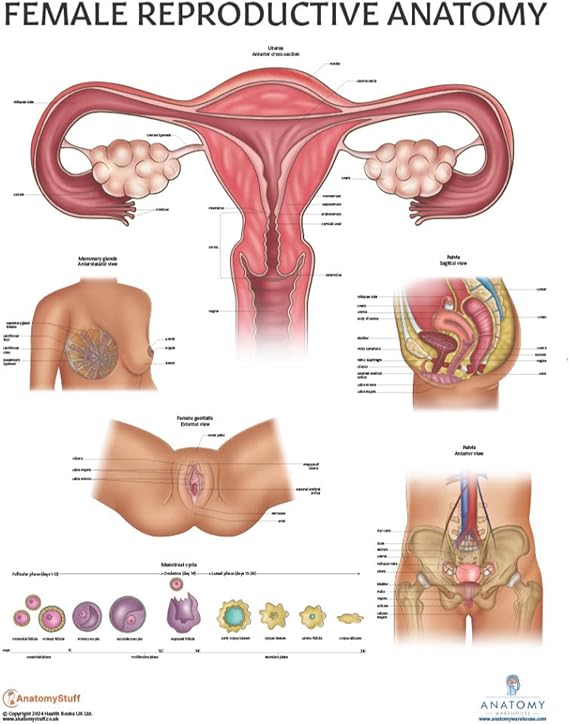 Anatomy Lab Human Female Reproductive System Anatomy Poster, Laminated