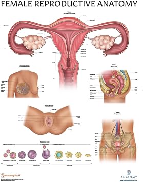 Anatomy Lab Human Female Reproductive System Anatomy Poster, Laminated
