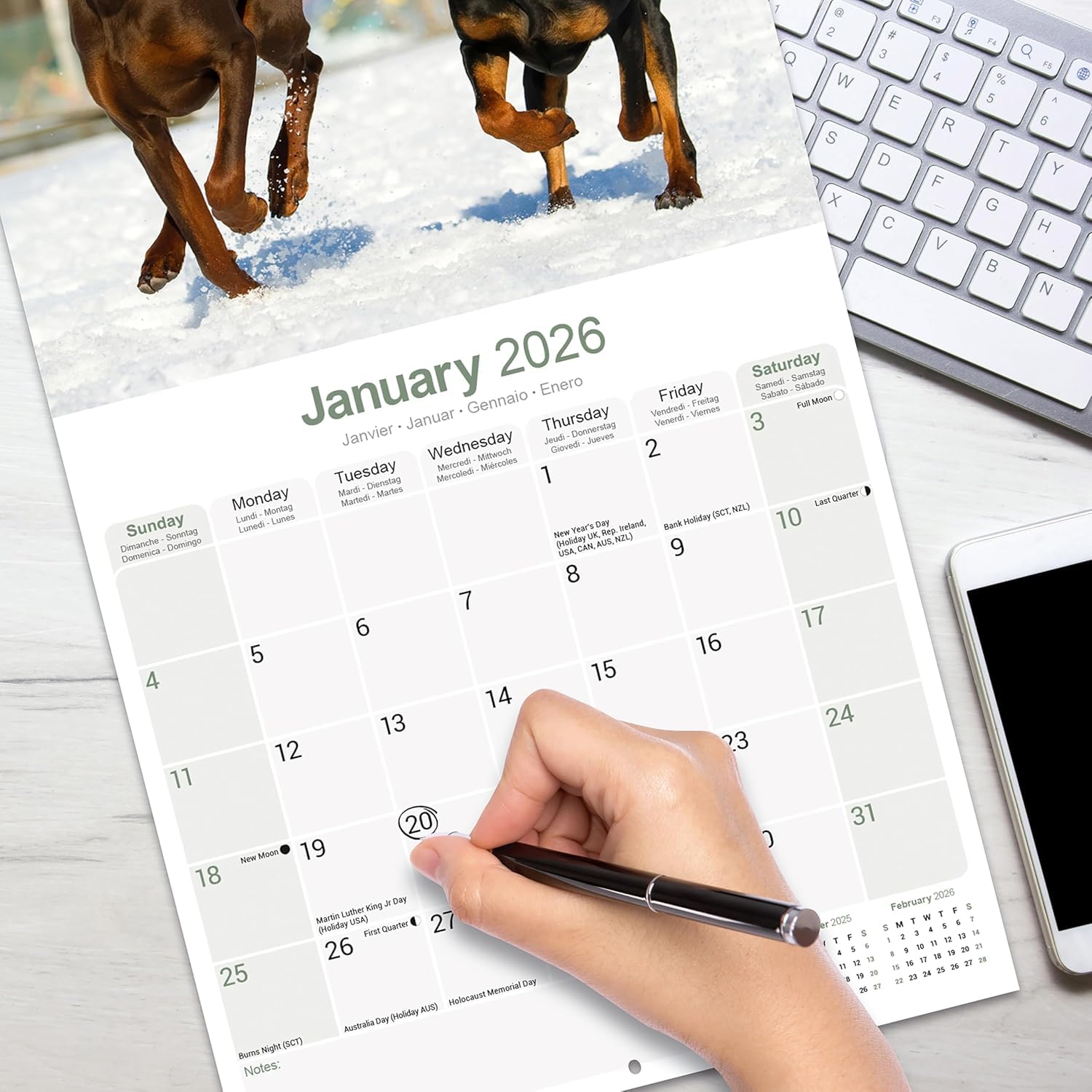 Calendario Da Parete 2026 Con Razza Di Cane Dobermann | 16 Mesi, Formato Quadrato