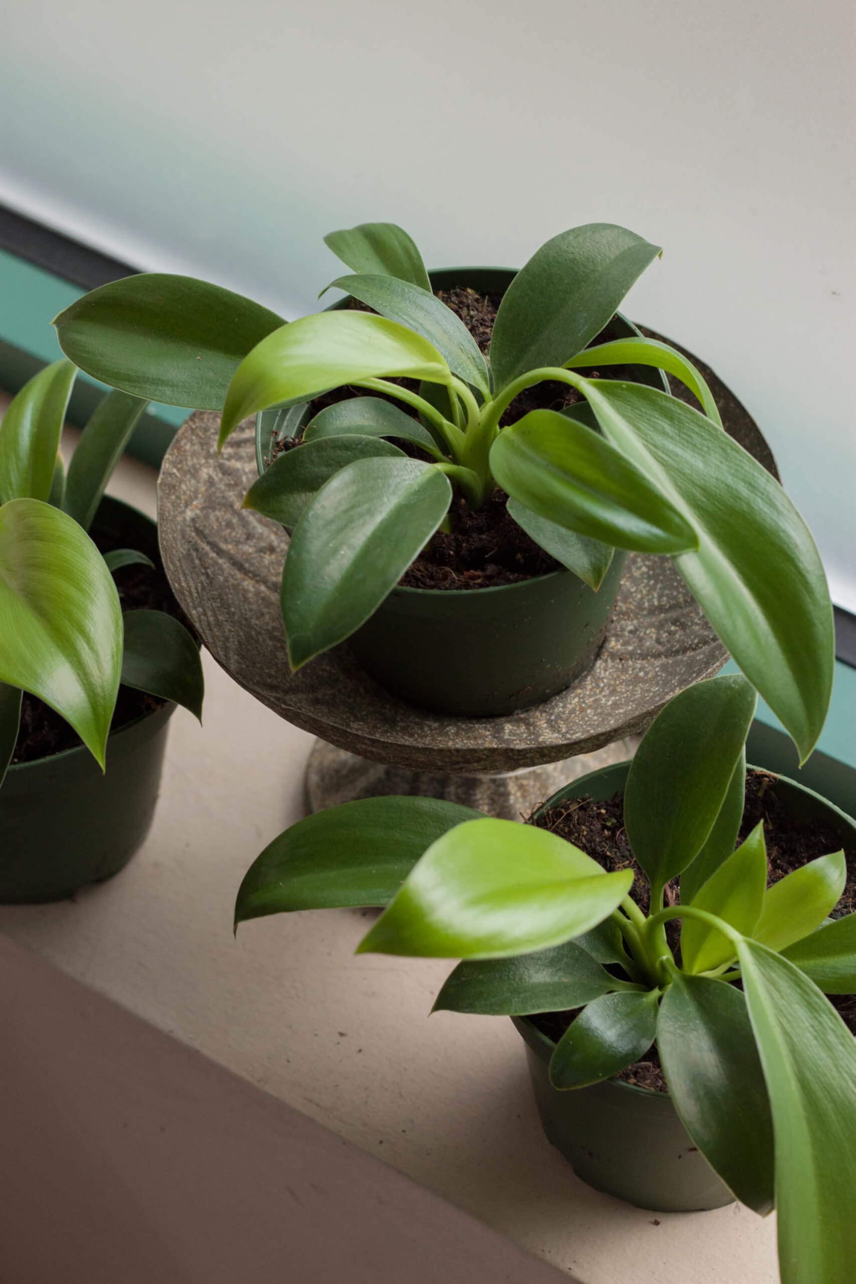 variegated pothos types Popular Pothos Plants 6-pack: Trailing / Hanging Vines & Variegated Plants  - (2” Pots) - Golden Pothos - Marble Queen Pothos - Neon Pothos main image 0