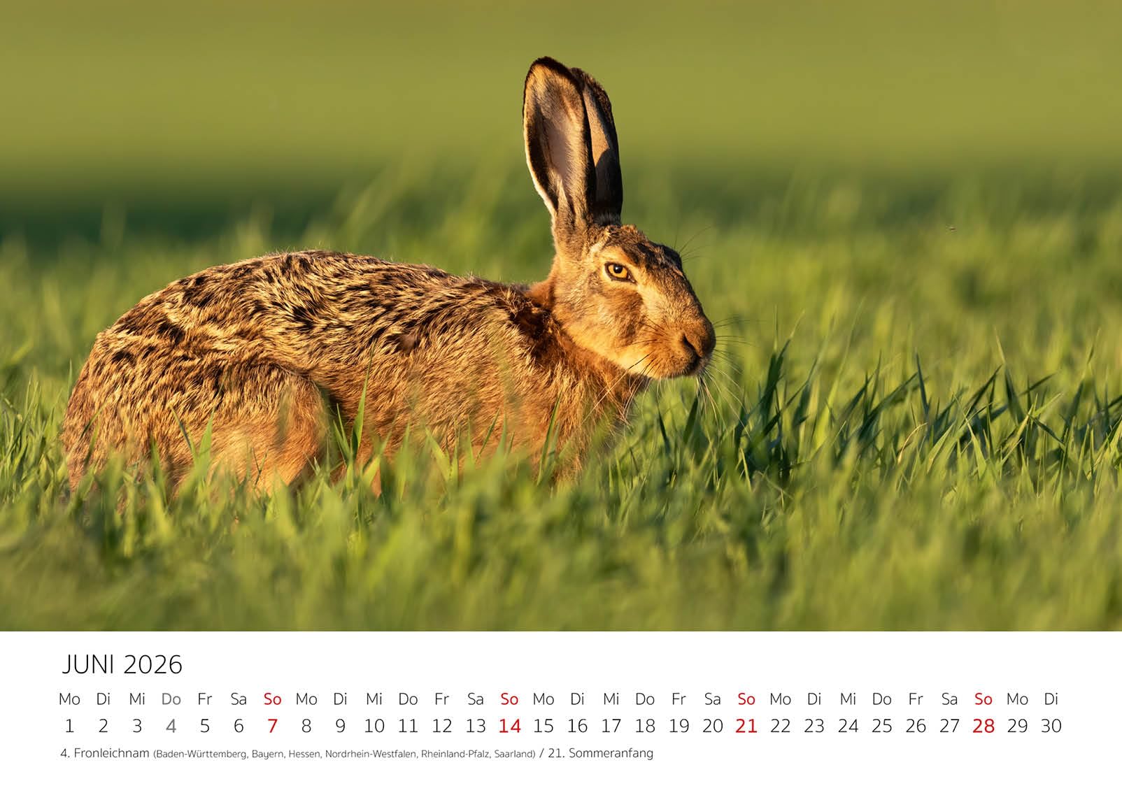 Edition Seidel Premium kalender fascinatie koeien 2026 formaat DIN A4 wandkalender koe rundvlees inheemse dieren boerderij weide Edition Seidel Premium kalender fascinatie koeien 2026 formaat DIN A4 wandkalender koe rundvlees inheemse dieren boerderij weide