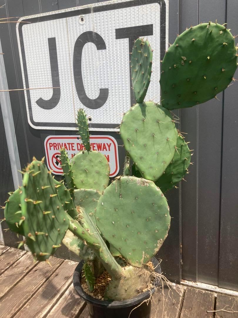 耐寒性オプンチアのフミフサ群生植え◇ドライガーデン多肉サボテン島アガベ ヤシ南国 耐寒性オプンチアのフミフサ群生植え◇ドライガーデン多肉