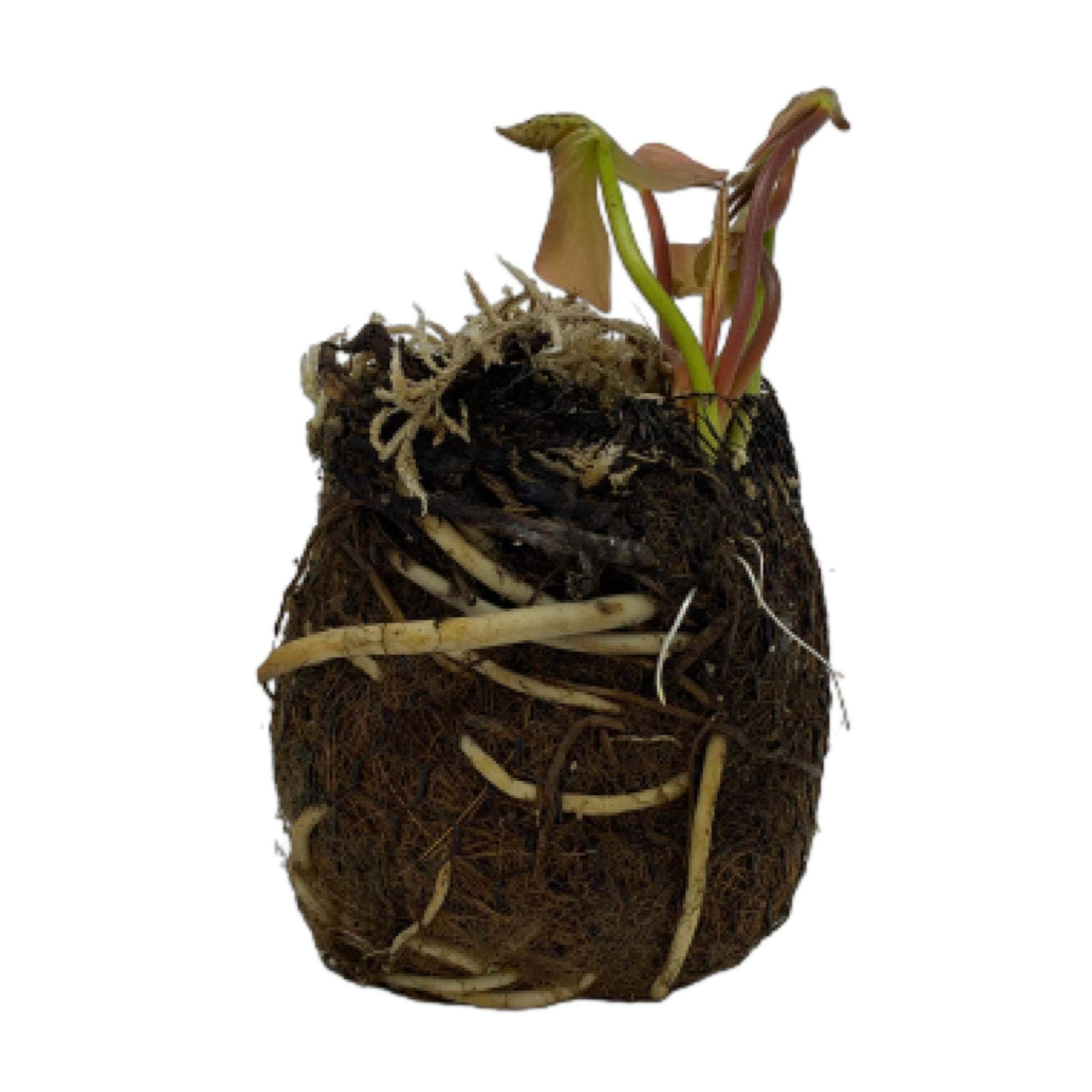 Ninfea viva, resistente e pre-cresciuta, pre-radicata, resistente, per il tuo laghetto o patio giardino d'acqua | Drop-N-Grow Convenienza - Rosso