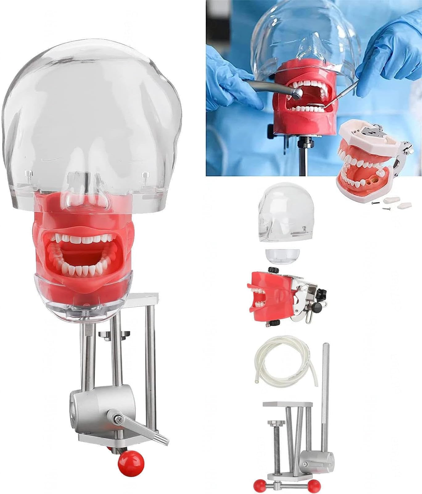 Dental Simulator Manikin Phantom Head Dental Phantom Head Model with Bench Mount, 360-Degree Adjustment for Education