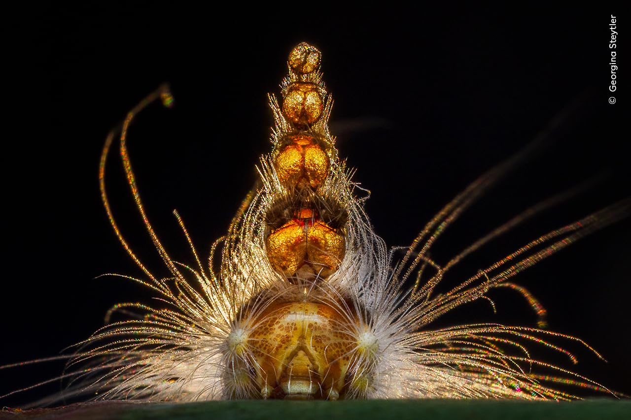 Wildlife Fotografien des Jahres - Portfolio 35