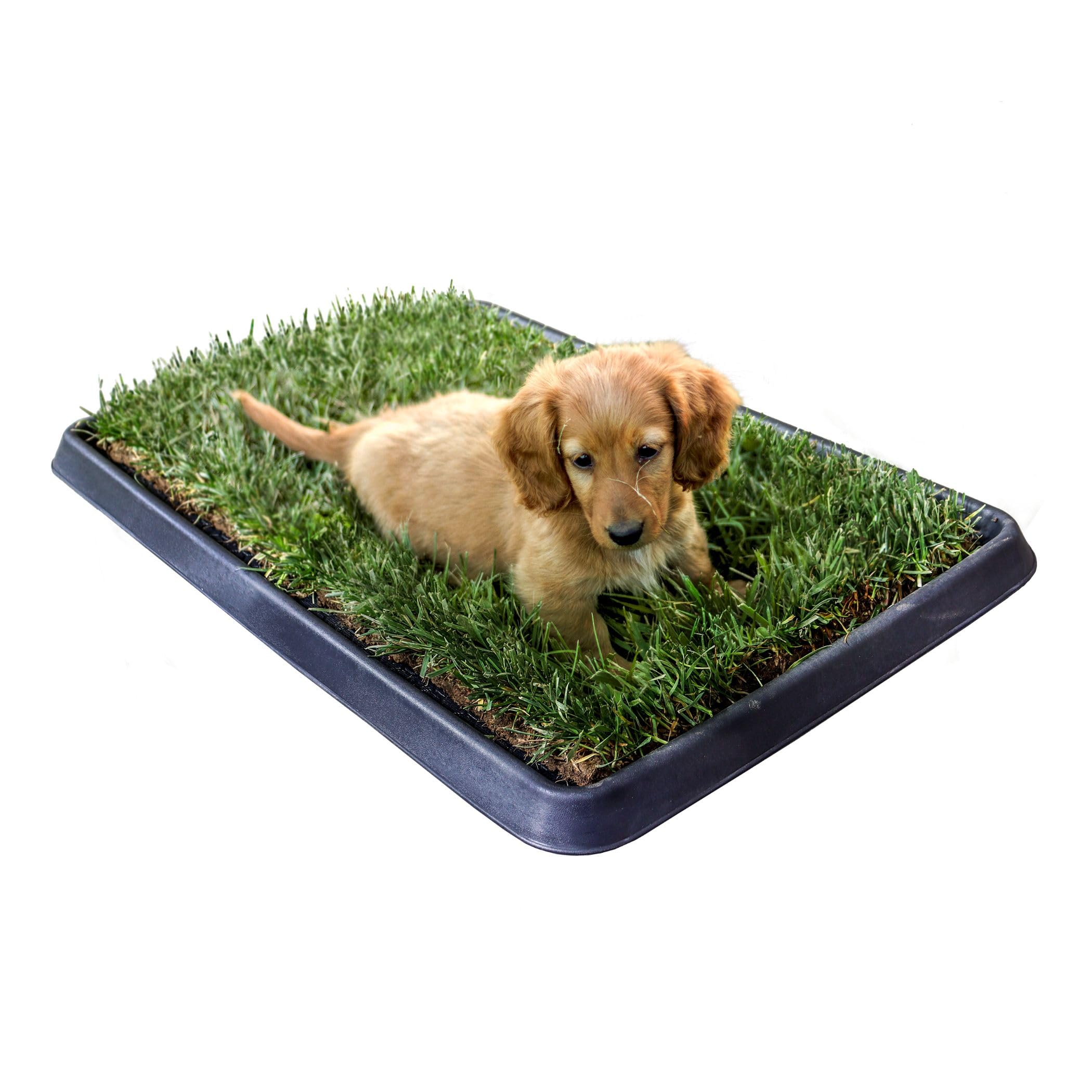 Petzolla Vassoio S 60x40cm Porta Traversine Cani in vera erba PetZolla - Ideale per Toilette e Addestramento di cuccioli - Made in italy