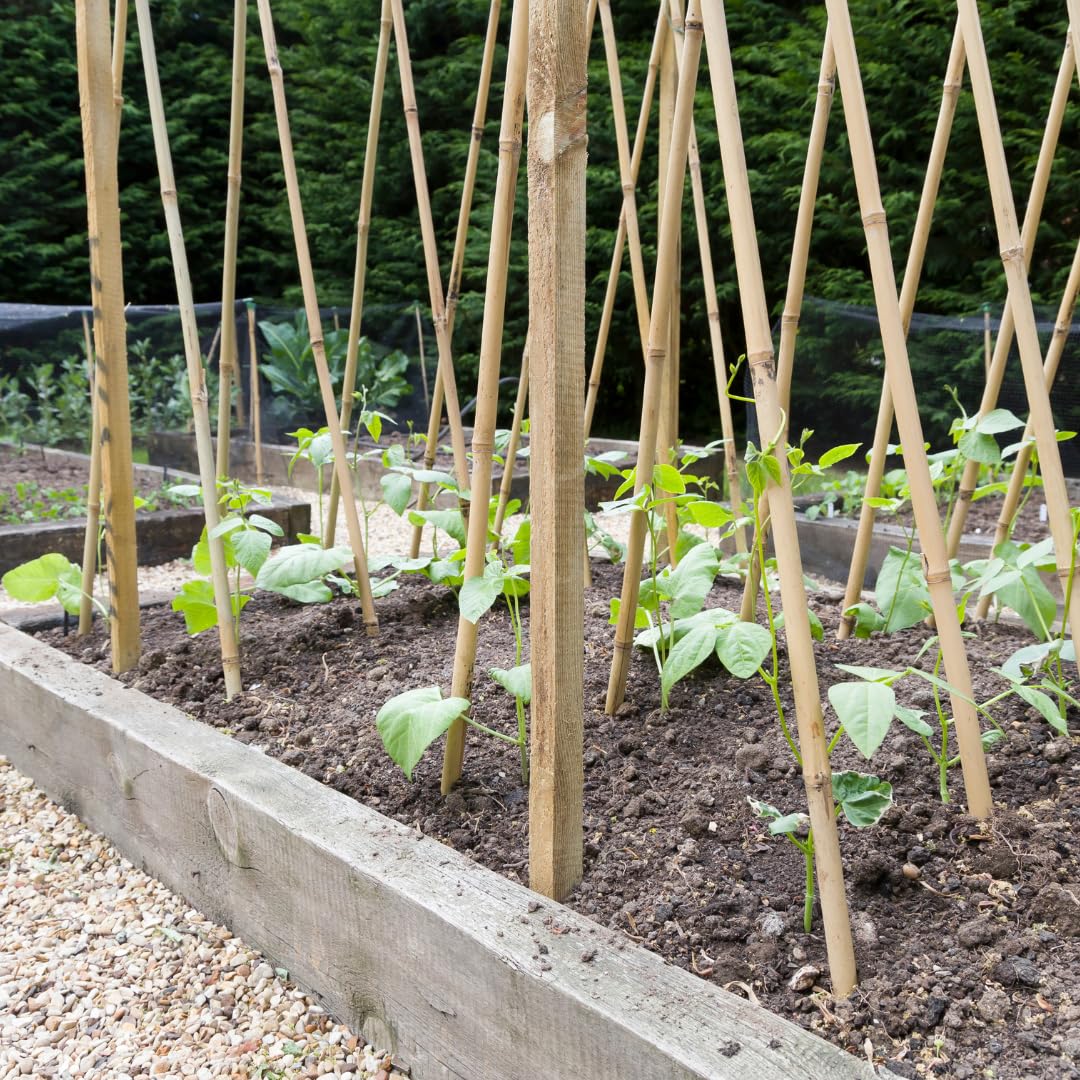 Set di 25 Tutori in Bambù Naturale – Pali per Pomodori, Sostegni per Piante da Interno ed Esterno – Bastoni per Orto e Giardinaggio – Lunghezze da 90 a 240 cm (H cm 210 X Ø mm 16-18)