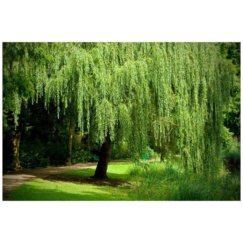 Amazon.com: Sauce llorn - Planta establecida en maceta de 1 galn - Salix  babylonica, rbol de crecimiento rpido, rbol de sombra, : Patio, Csped y  Jardn