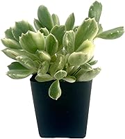 Vista 2 de Fat Plants San Diego Living Suculentas de interior y cactus enraizados en macetas de plástico con tierra (2.5 pulgadas, pata de oso abigarrada)