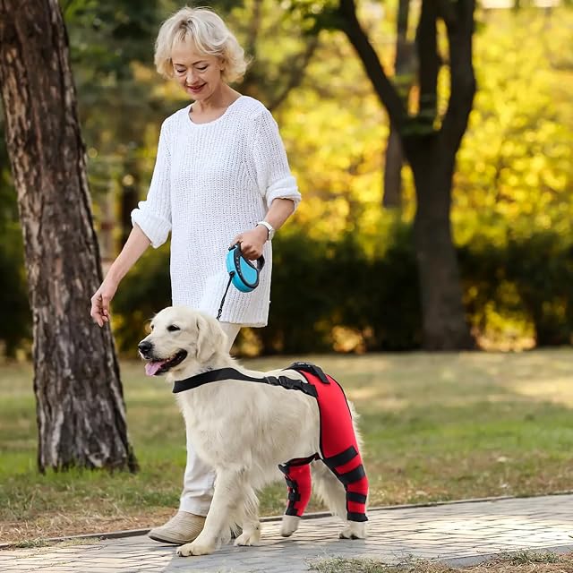 Foto 2 de 6 de PETCUTE Rodillera para Perros,Soporte para Patas Traseras de Perro,Rodilleras Ajustables Soporte