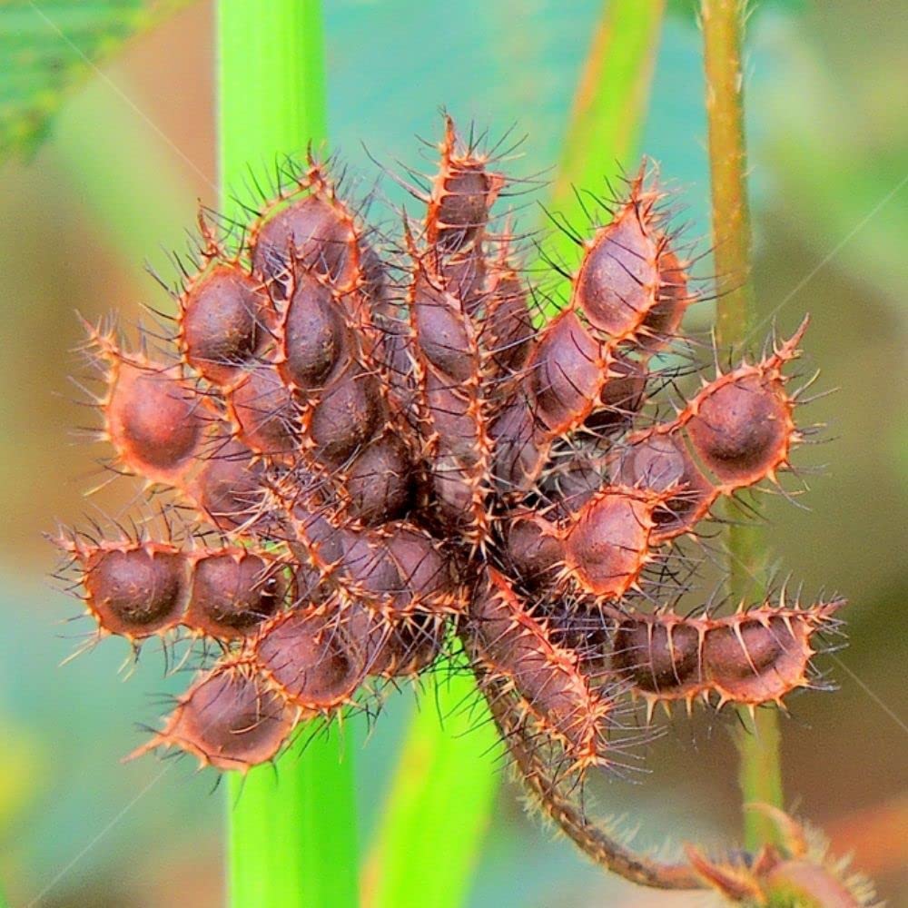 Mimosa Pudica Touch Me Not - Shy Sensitive plant 50 seeds (B0BST222JS) Amazon Price History, Amazon Price Tracker