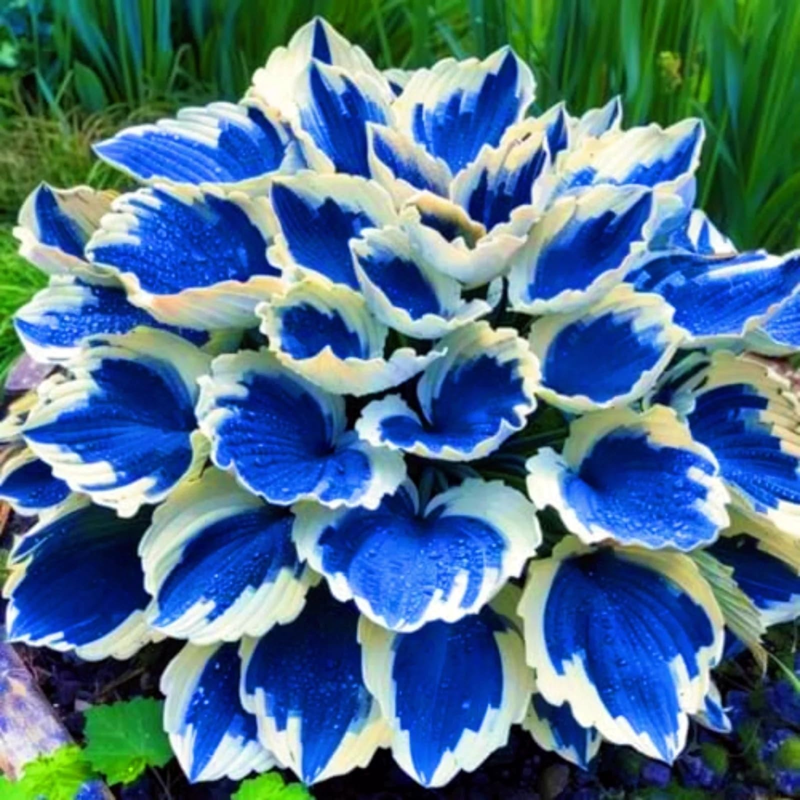 Rare Hosta, Surprisingly Growing, Hardy Perennial, Suitable for Spring and Autumn, Garden Viewing, Landscape Design-8 Bulbs-D