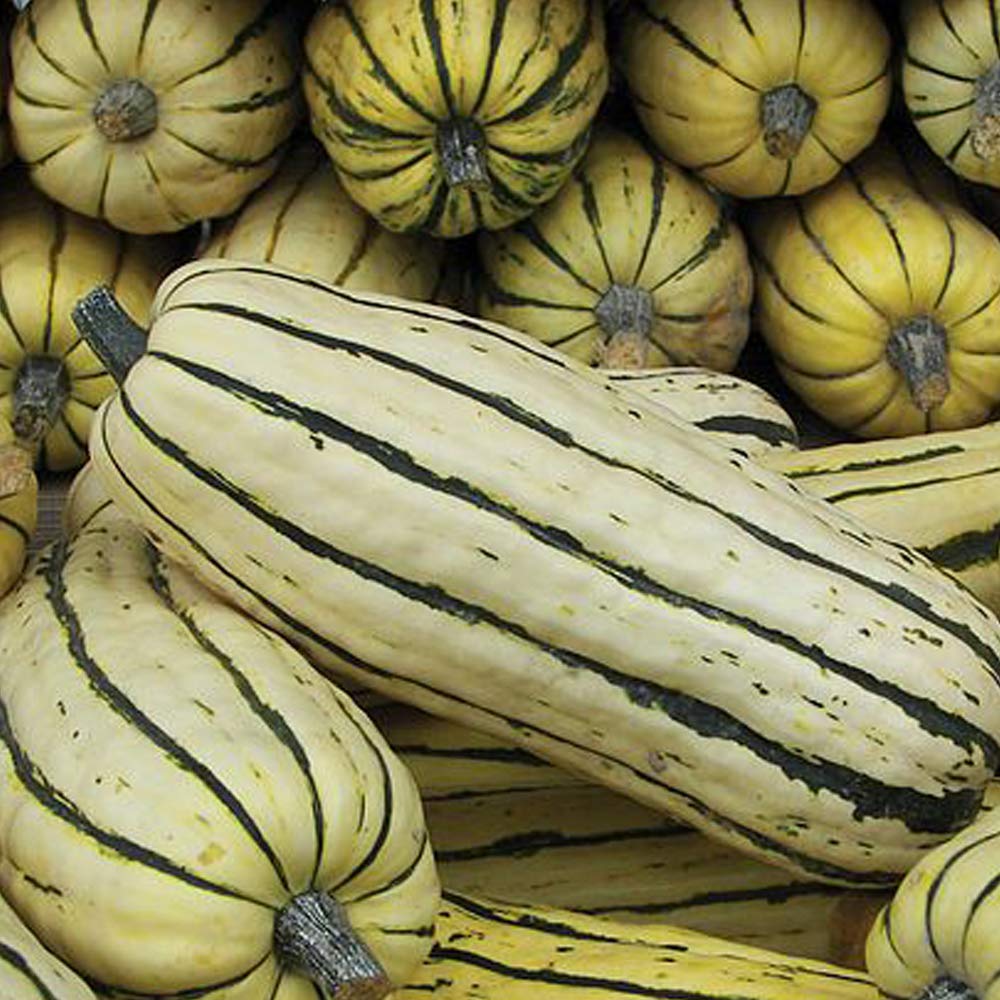 Squash Seeds 'Honeyboatβ Delicata Squash Seeds Half-Hardy Annual Vegetable Garden Plants Easy to Grow Your Own at Home Sweet Flavour Winter and Autumn Harvest 1 Packet 5 Seeds by Thompson and Morgan