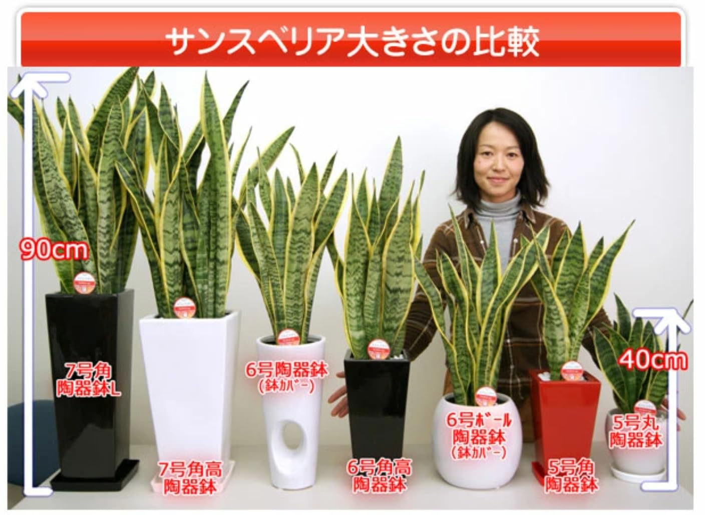 Amazon｜松村農園 観葉植物 サンスベリア サンセベリア 本物 5号 丸