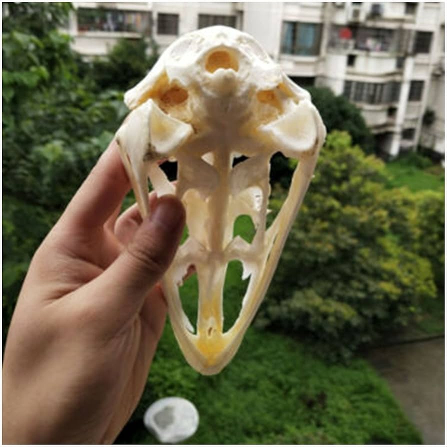 Amazon.co.jp: ダチョウの頭蓋骨の頭の模型、本物の動物の頭蓋骨の模型