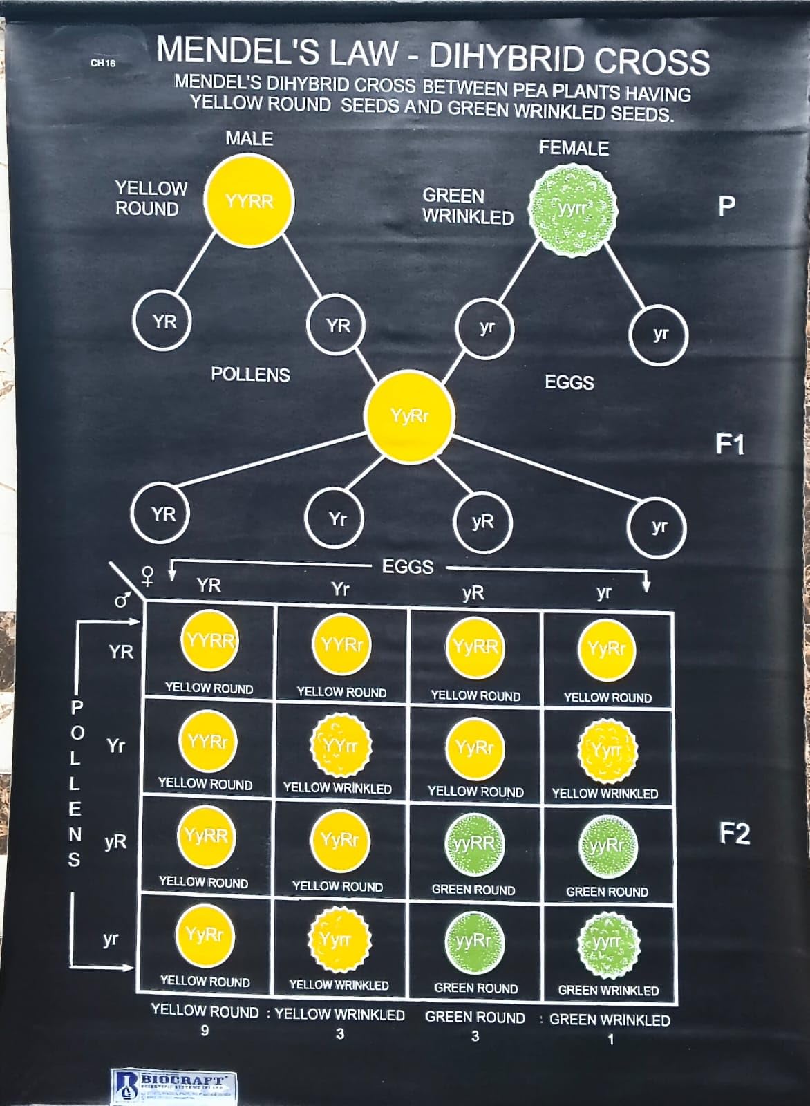 Biocrafts Rexine Biology Chart — Dihybrid Crossing | 70x100 cm | School Wall Chart-picture-29