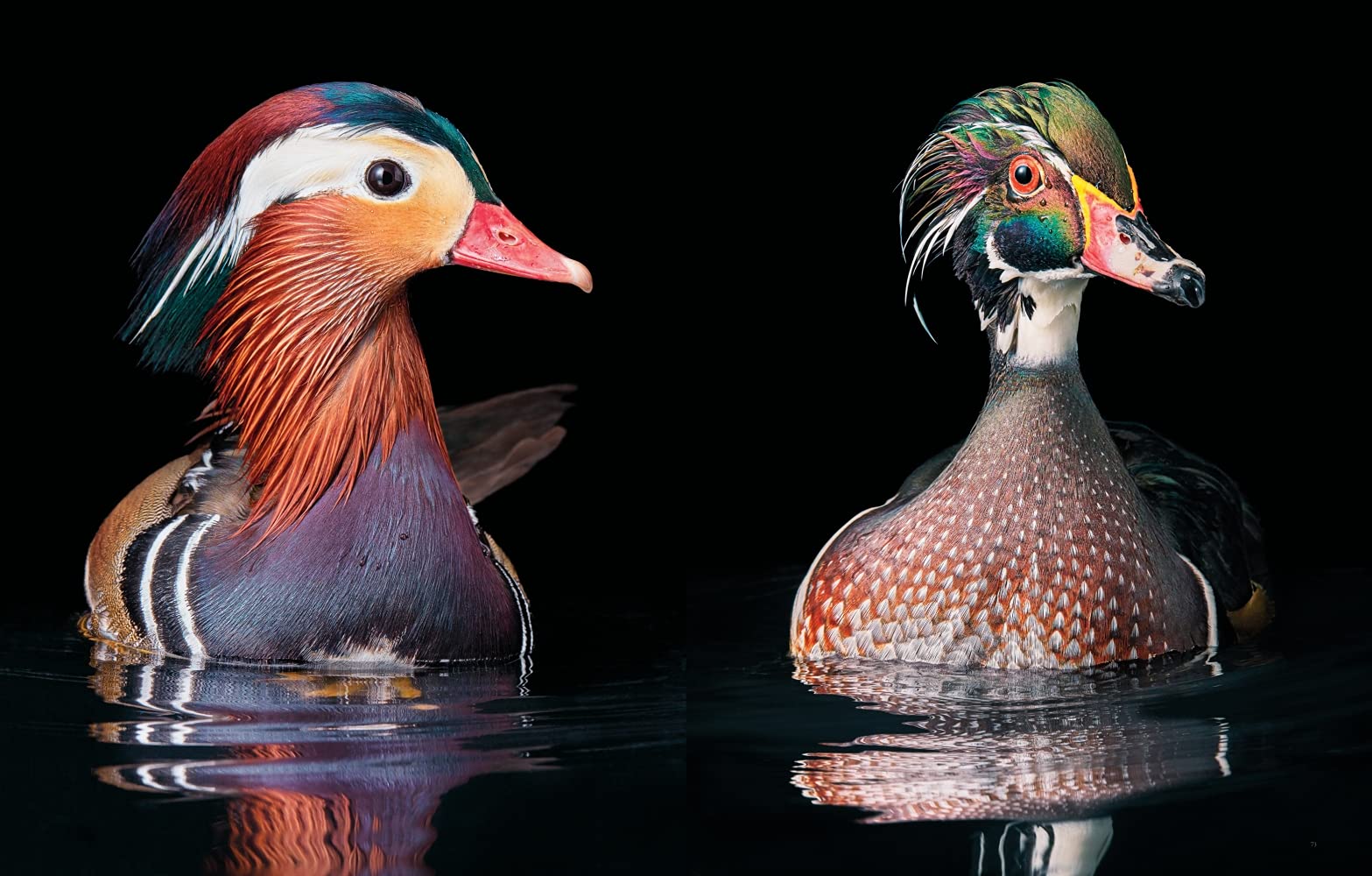 Vögel: Eine fotografische Liebeserklärung in Porträts. Foto-Bildband Vögel der Welt. Wissensbuch des Jahres 2022