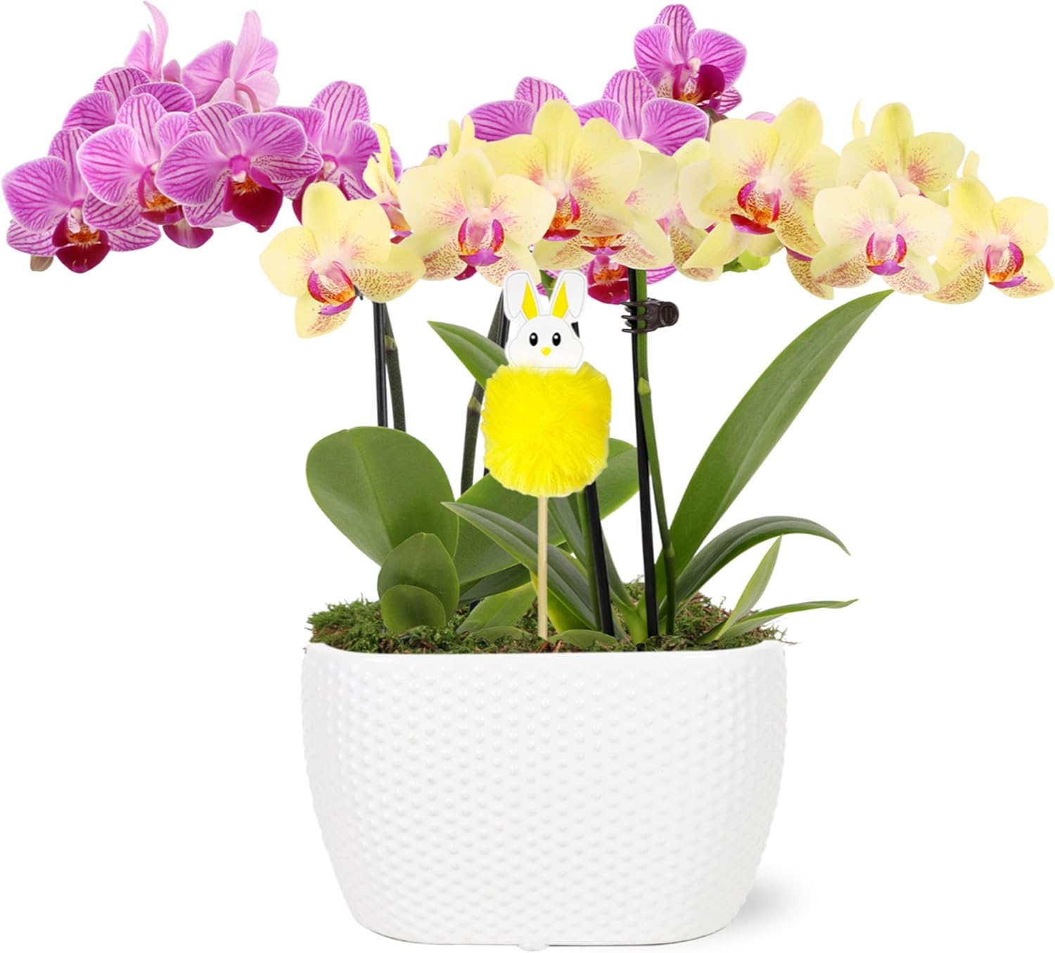 Green Circle Growers Pink and Yellow Orchid Duo in 4" White Pot with a Bunny Pick, Live Indoor Plants, House Plant