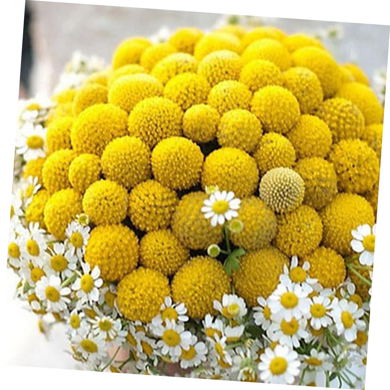 VILLCASE 60pièces Bouquet Fleurs Séchées Craspedia Décoration Naturelle pour Mariage Maison Et Événements sans Entretien