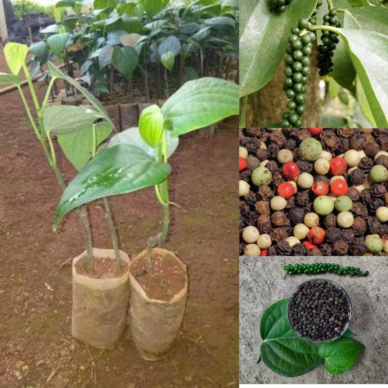 Golden Bloom Black Pepper Plant Air Layering, Black Pepper Panniyur 1 ...