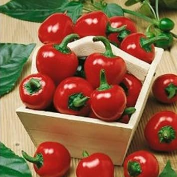 Mountain Valley Seed Co Large Red Cherry Hot Pepper Garden Seeds 1 g | Non-GMO - Heirloom Vegetable Gardening Seeds - Packet 125 Seeds