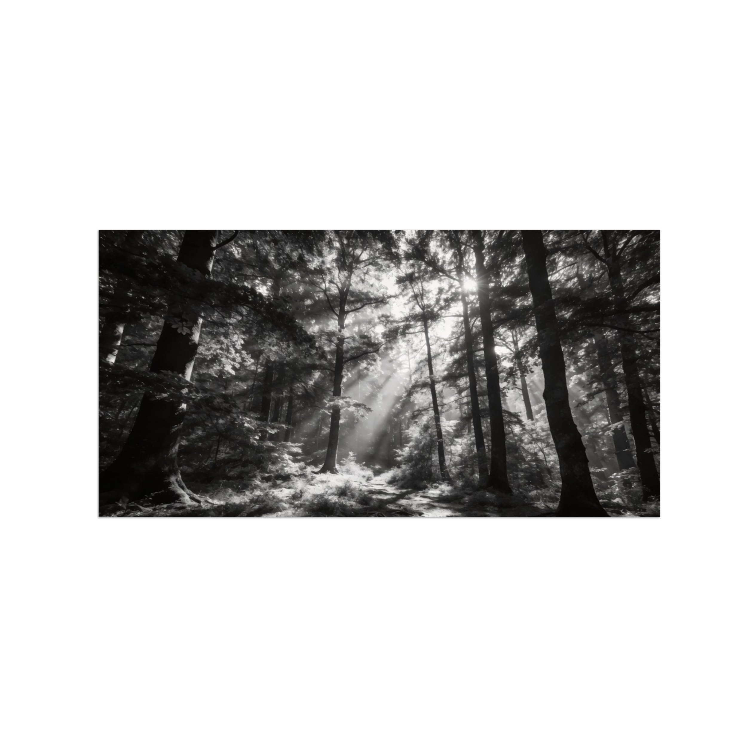 Black White Landscape Wall Art. Forest Sunshine. Picture 20x40cm Framed