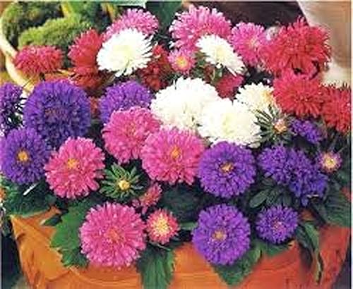 Miniatura 2 de Aster, arco iris, 100 semillas hermosas flores vívidas y brillantes