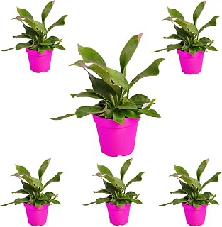 6 Pack Staghorn Fern - in 4in Pot - Live Plants Tropical Houseplants | Variegated | USA Growers | The Snobby Leaf