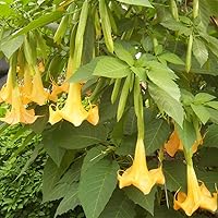 Vista 4 de QAUZUY GARDEN 5 semillas de trompeta de ángeles amarillos cremosos de Brugmansia Angel's Tear Moonflower Semillas tropicales Impresionantes