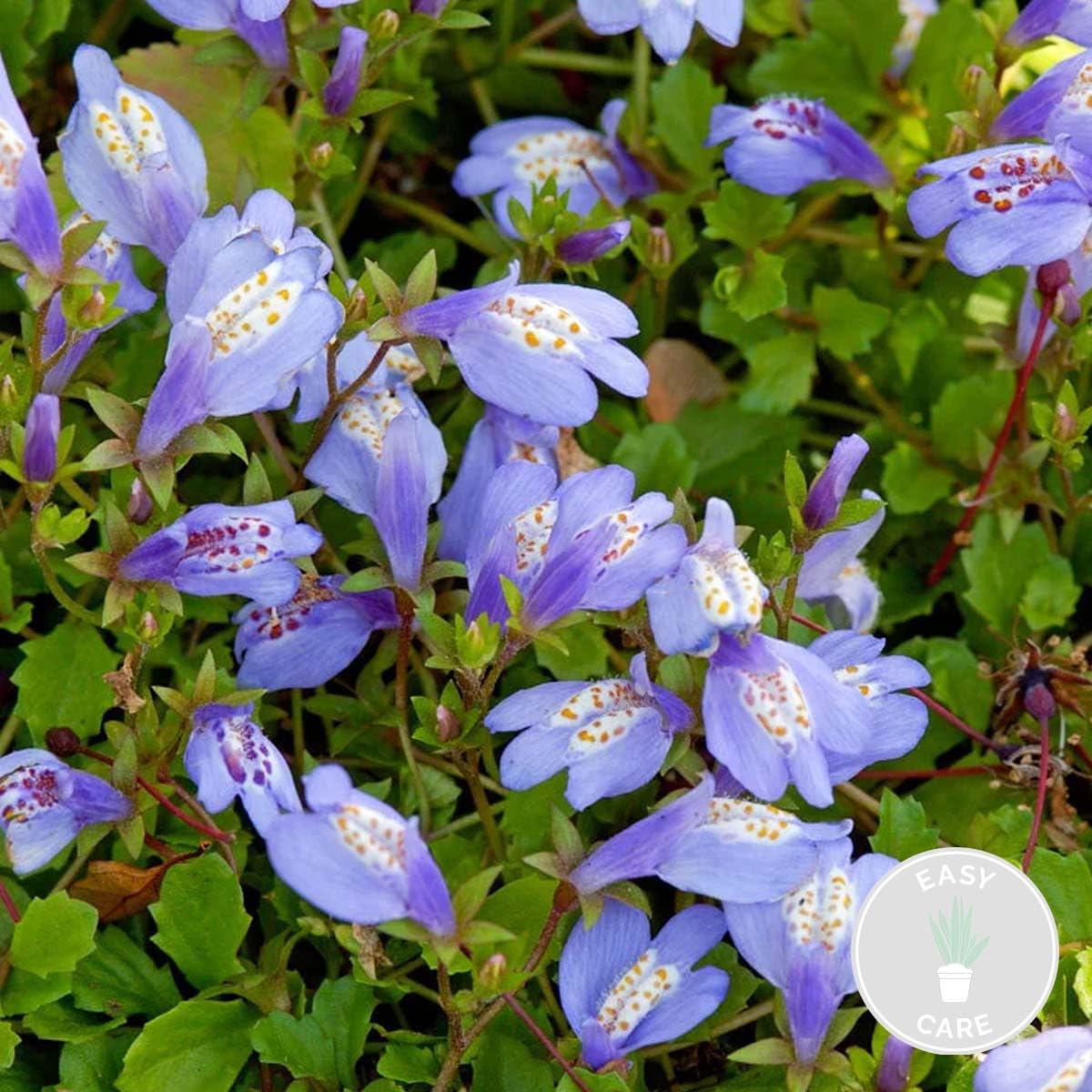 Bloomique - Mazus reptans - Plantas de estanque - Acuáticas - Resistente al frío - Altura 10-20 cm - Maceta 9 cm