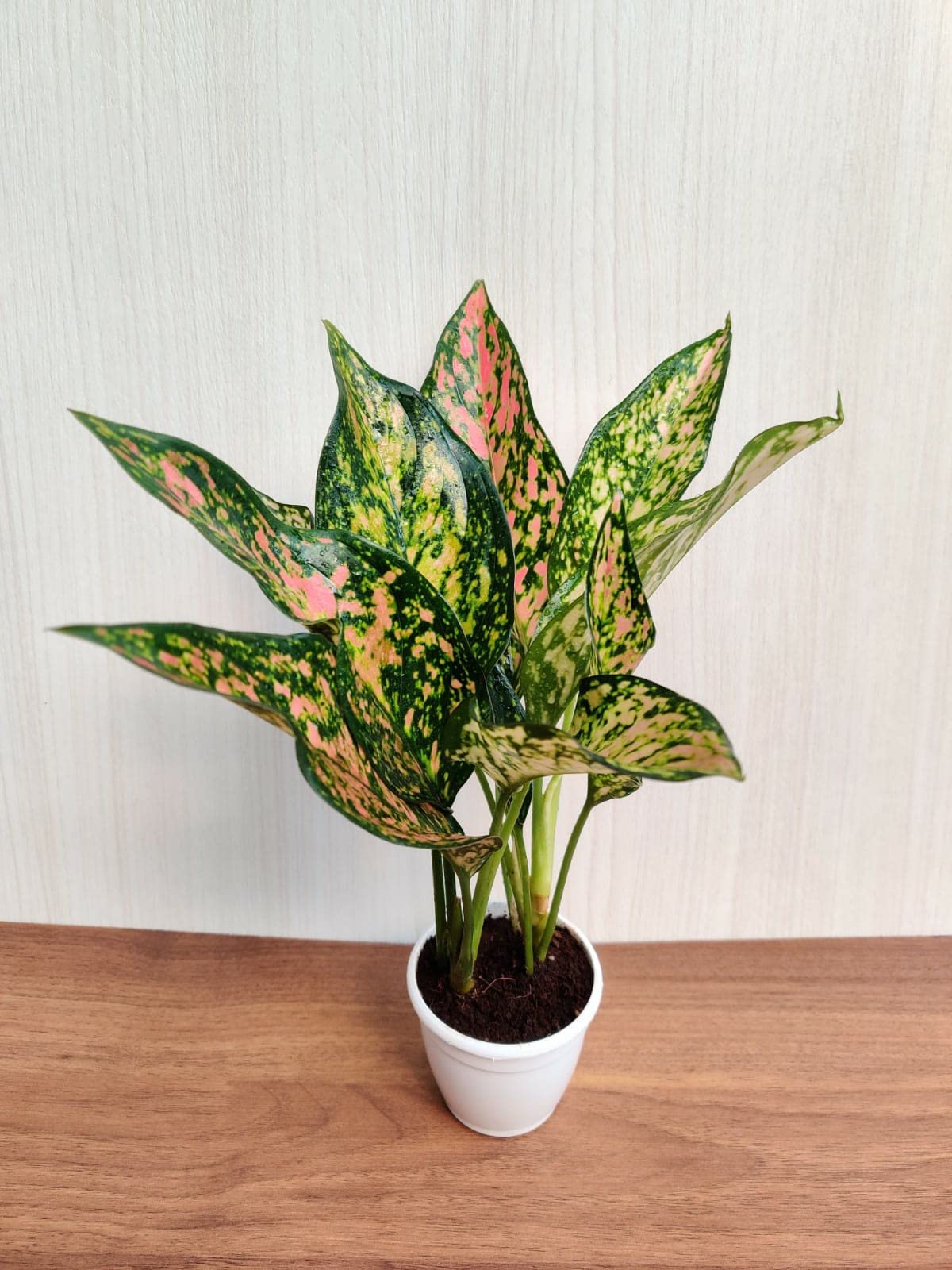 CAPPL Aglaonema (Green Rosy) Plant | Rare Imported Variety Natural Live Plant in 7 cm Pot For Livingroom, Home and Office-image-30