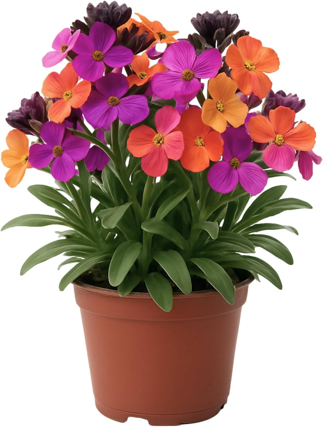 Easy to Grow Erysimum Brightside Magenta Glow - 2 Potted Plants in Quart Grower Pots, Multicolor Flowers Spring to Fall