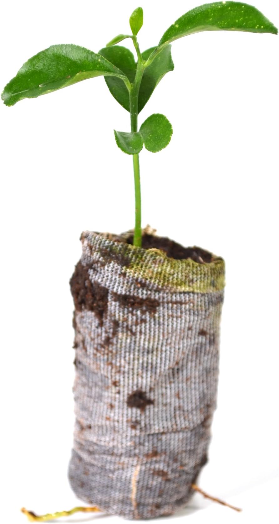 TreesAgain Citrus Starter Pack - Lot of 5 Citrus Tree Starter Plugs (See State Restrictions)