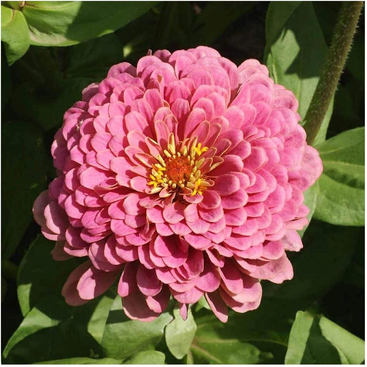Everwilde Farms - 1 Lb Luminosa Zinnia Wildflower Seeds - Gold Vault