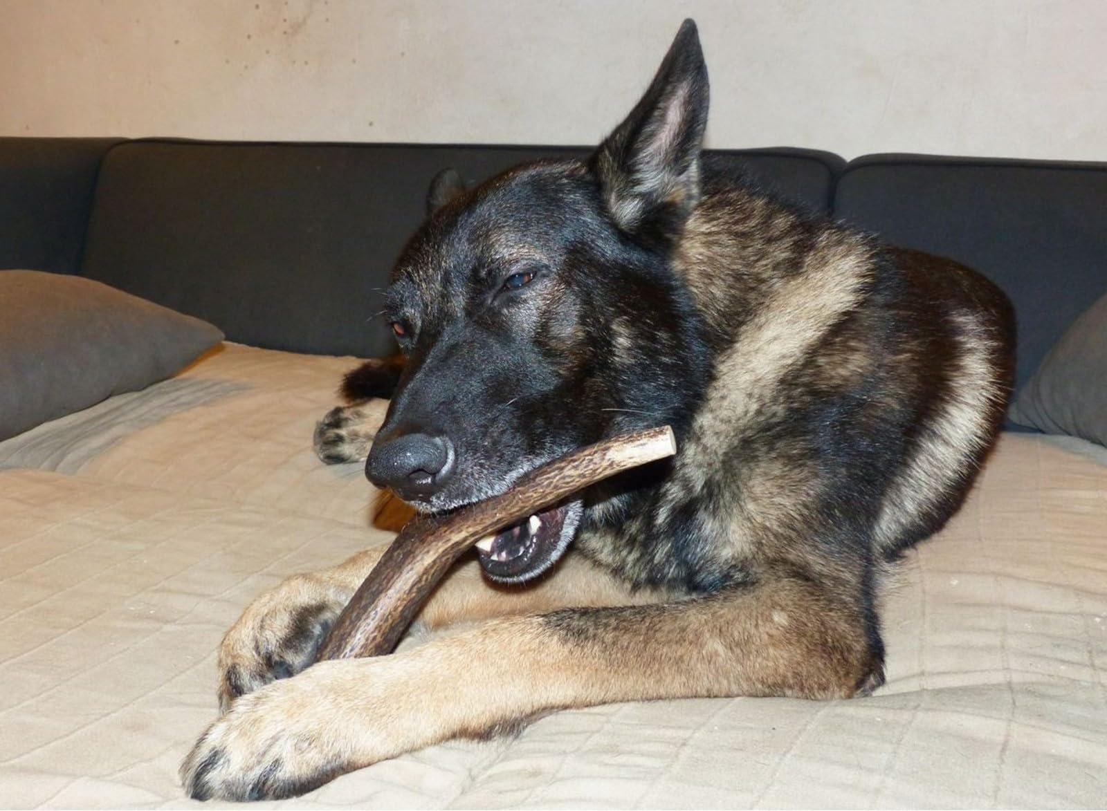 Corno di Cervo per Cani XXL Osso Naturale Masticativo