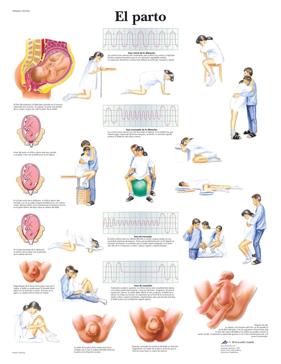 3B Scientific Printed in Paper, Childbirth, 1
