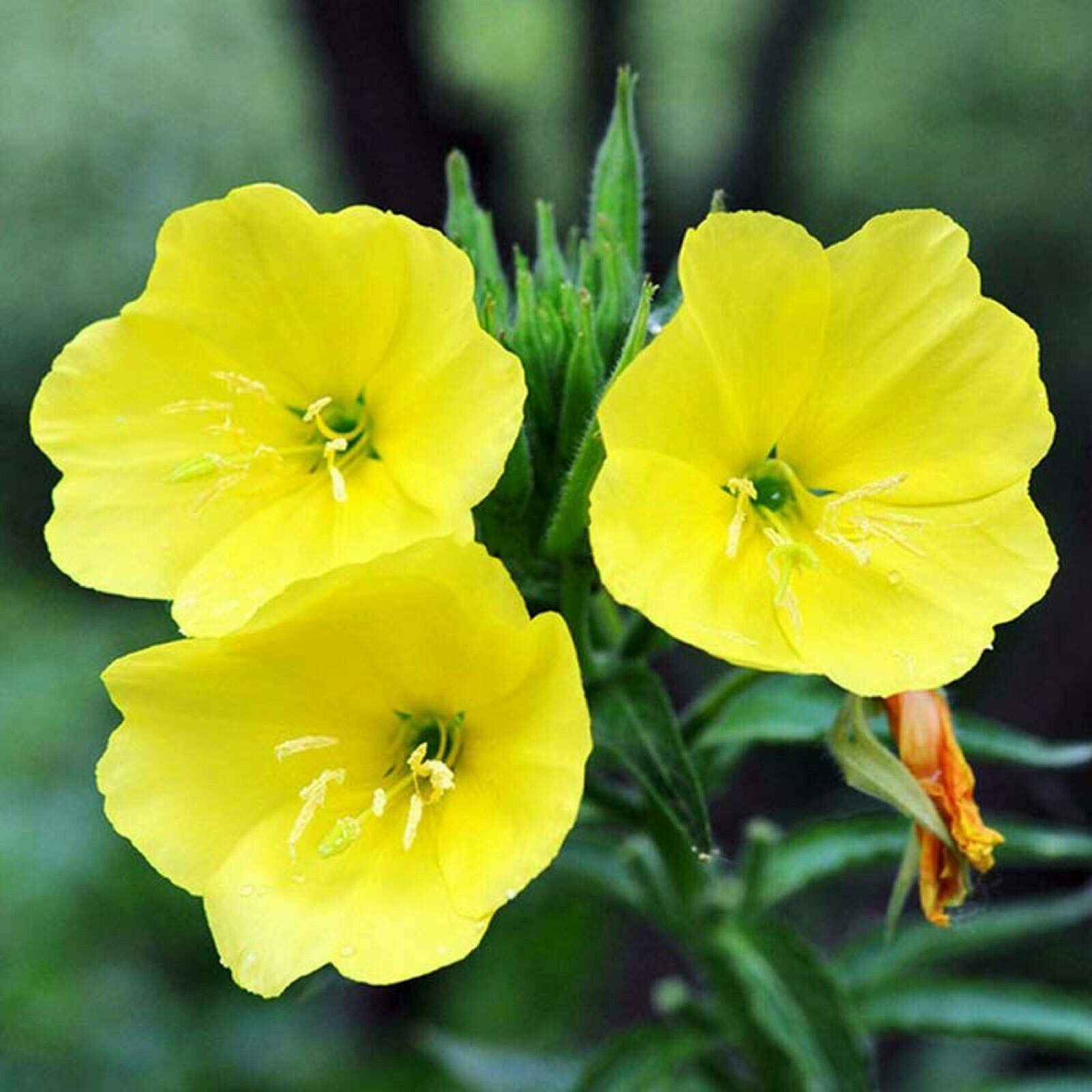 300Pcs Evening Primrose Seeds Three Color Seeds for Choice Ornamental Plants for Garden Balcony Yard