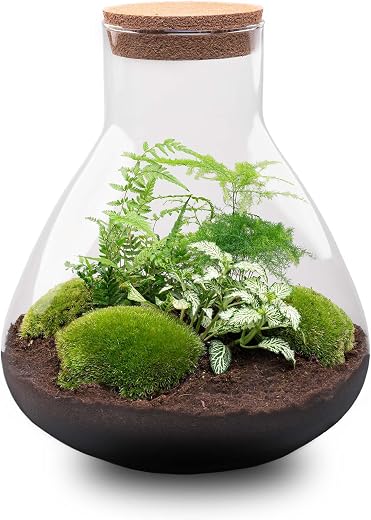 Terrario - Sam XL - Ecosistema -↑35 cm Giardino in bottiglia - Fai da te - Kit “fai da te” - Set completo per terrario