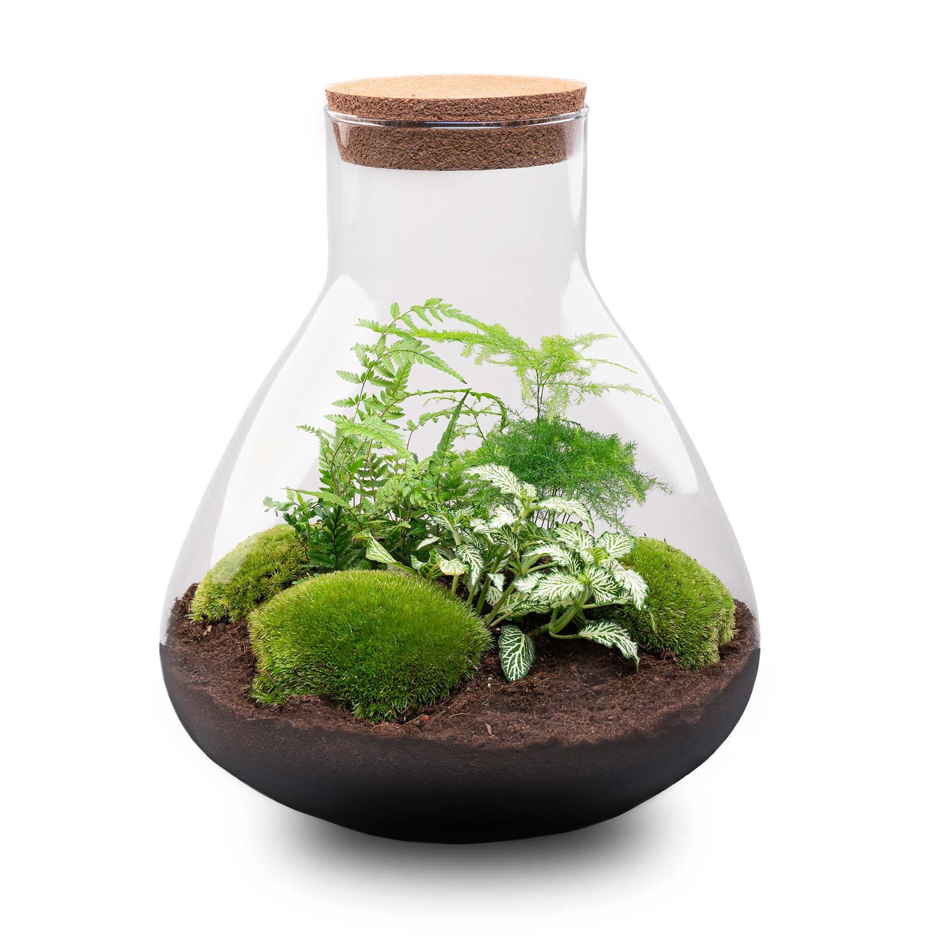 Kit DIY Terrarium • Sam XL • Écosystème avec Plantes • ↑ 35 cm