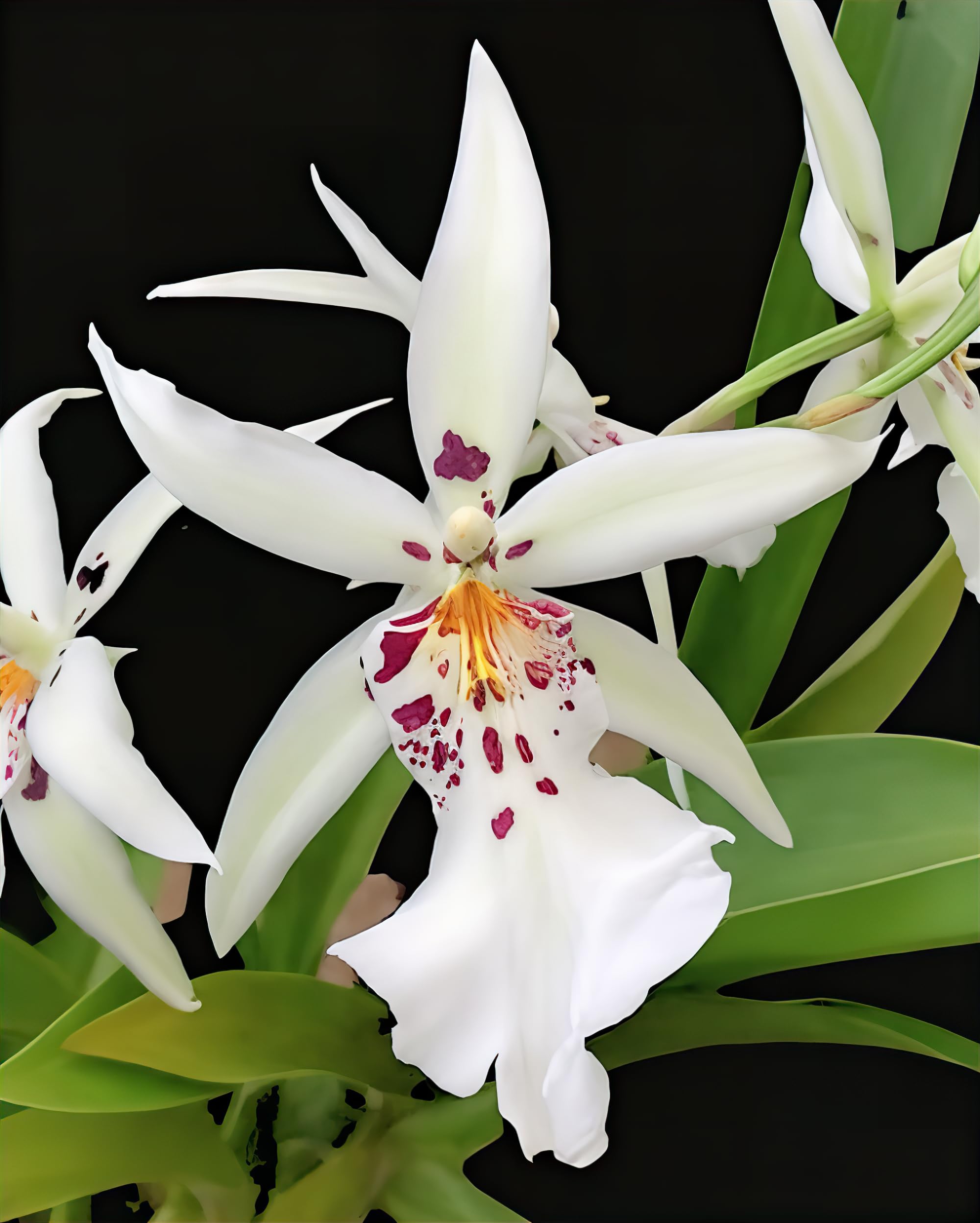 Divine Blossoms Imported Plant of Oncidium (Dgmra.) Orchid Hybrid