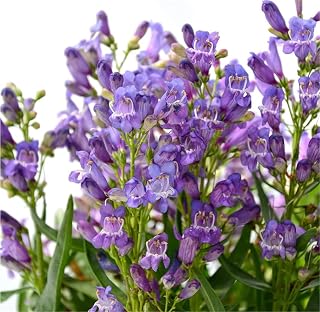 Flower Seeds Plants 200+ Penstemon Seeds Penstemon Blue Rock Candy