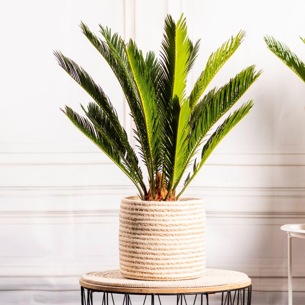 Cycas revoluta ‘King Sago’ – Exotic Evergreen Sago Palm, Glossy Feathery Fronds, Architectural Focal Point for Gardens, Patios or Indoor Containers, Easy to Grow – 14cm Pot x1 by Thompson and Morgan