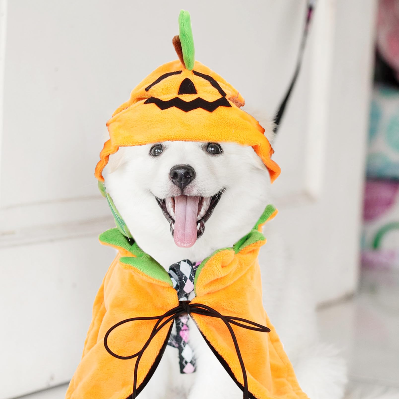 BESPORTBLE 5sets Costumi Per Animali Domestici Cappello e Mantello Tema Zucca Per Halloween Accessori Per Cani e Gatti Abbigliamento Festivo Per Feste e Occasioni Speciali