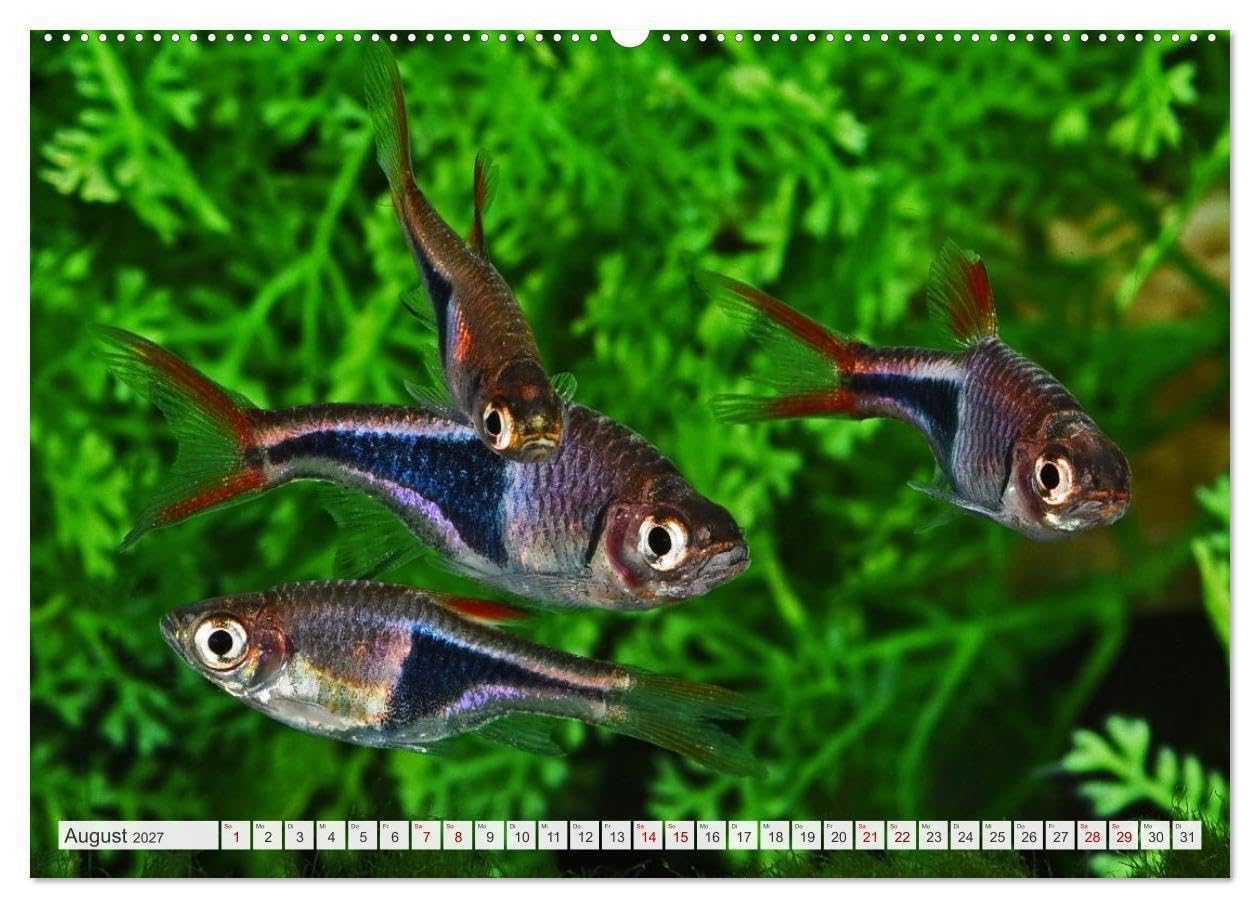 Beliebte Fische der Welt (hochwertiger Premium Wandkalender 2027 DIN A2 quer), Kunstdruck in Hochglanz: Aquaristik - Farbenprächtige Süßwasserfische (CALVENDO Hobbys)
