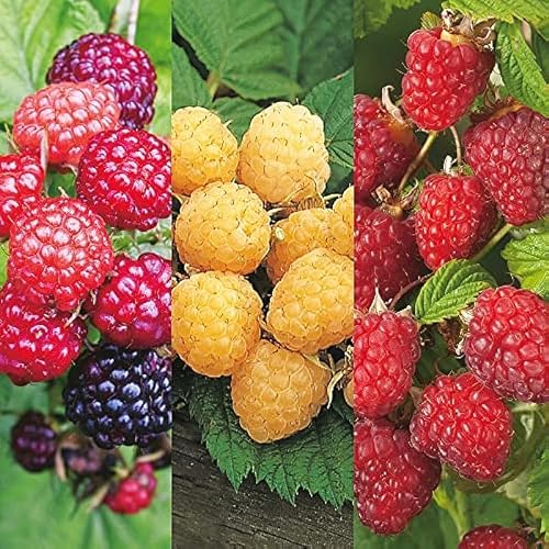 Growing Raspberries In Colorado: A Complete Guide For Successful ...