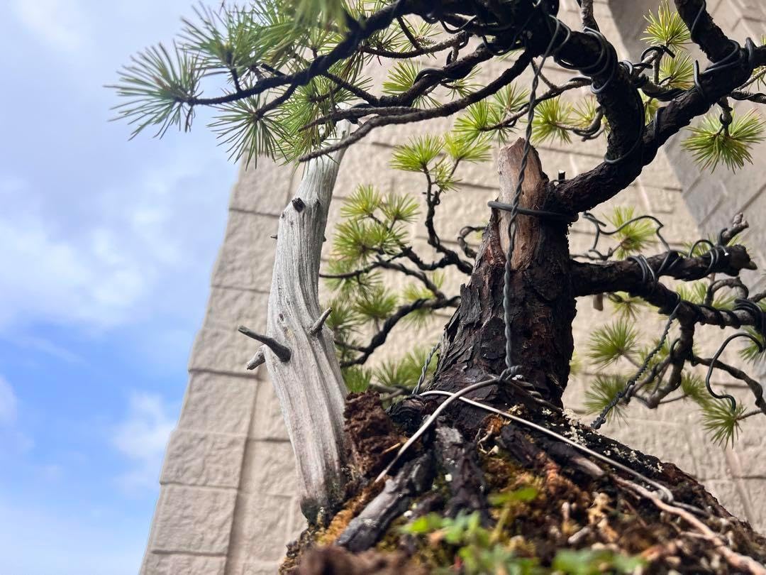 美しい樹形が魅力的 山採り ハイノキ 株立 643 樹高1.8m位 高級樹